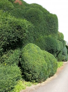 The yew hedge